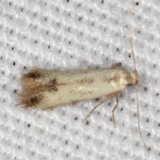 0135-Coptotriche-purinosella-Shawnee-St-Pk-cabin-12-5-17-22-2