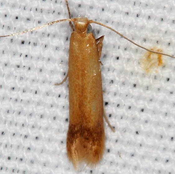0139 Coptptriche purinosella Lake Kissimmee St Pk Fl 2-28-22