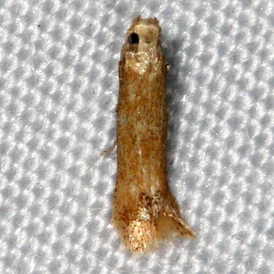 0144 Oak Blotch Miner Moth Lake Kissimmee St Pk 3-8-14