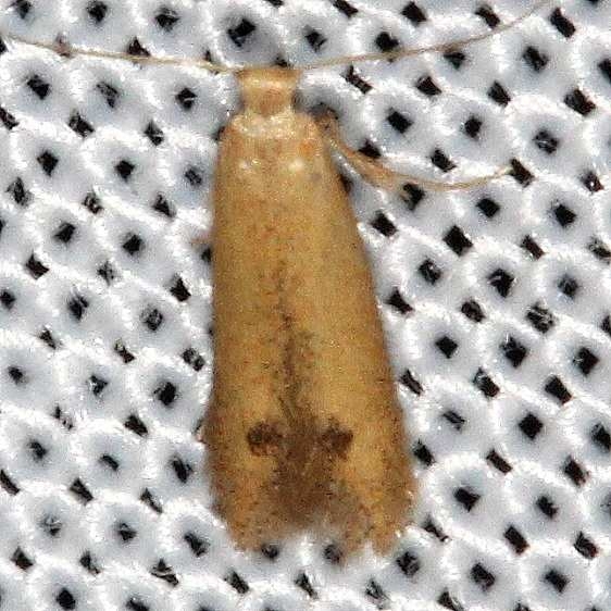 0144 Oak Blotch Miner Moth yard 8-12-16 (39)_opt