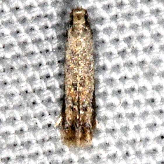 0145 Apple Leaf trumpet Miner Moth tentative yard 8-17-18