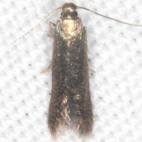 0148 Coptotrich  agrimoniella BG yard 7-16-20