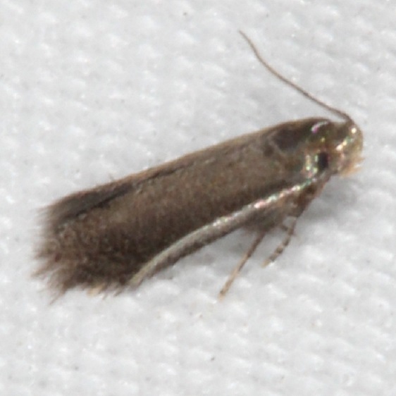 0148 Coptotrich  agrimoniella BG yard 7-16-20