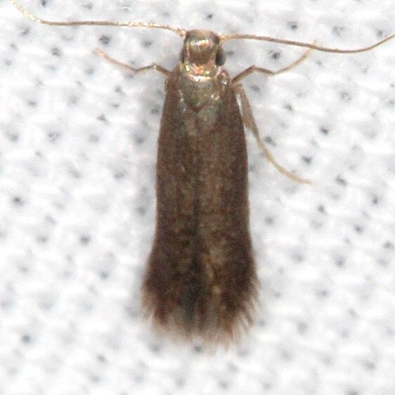 0149 Coptotriche aenea BG Backberry-Leafminer Paynes Prairie St Pk Fl 2-26-22