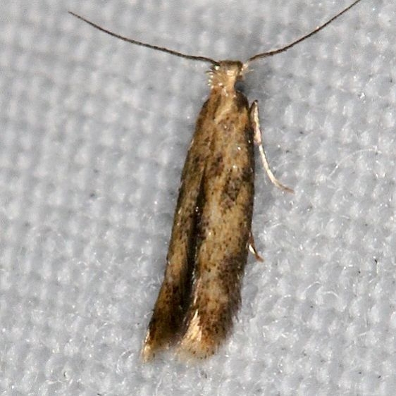 0160 Astrotischeria ambrosiaeela yard 10-5-17 (1)_opt