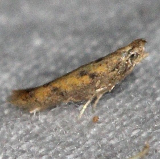 0160 Astrotischeria ambrosiaeella yard 9-6-14