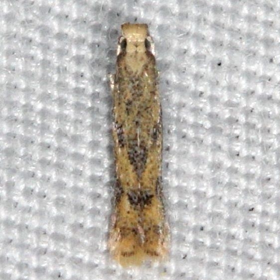 0160 Astrotischeria ambrosiaeella yard 9-6-14