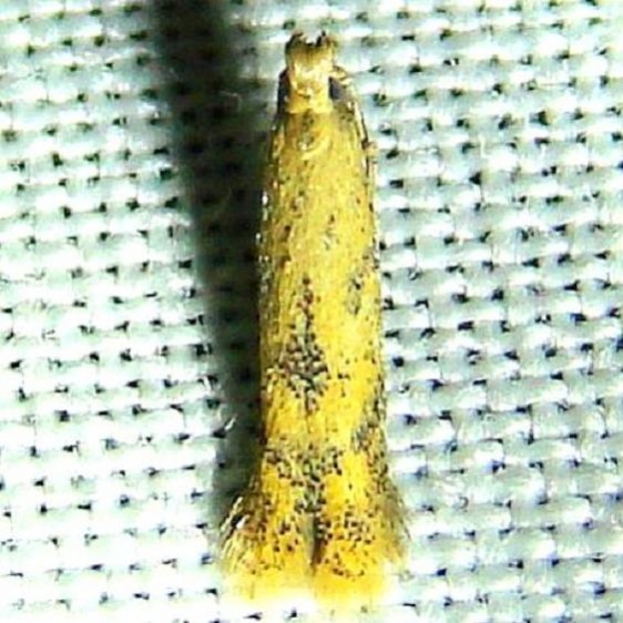 0160 Astrotischeria ambrosiaeella yard 9-20-10