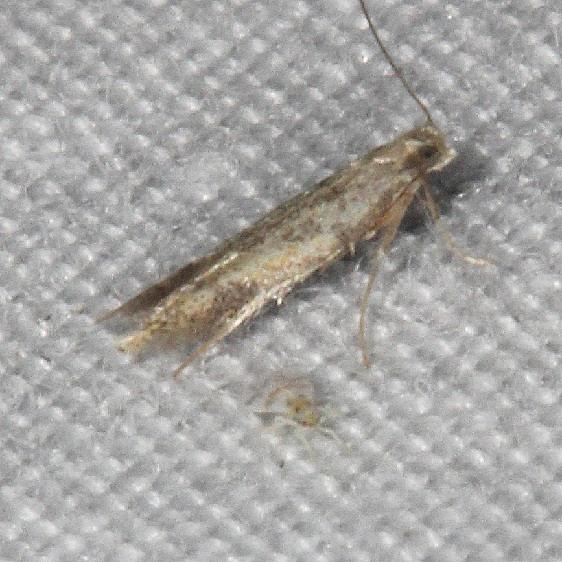 0160 Astrotischeria ambrosiaeells yard 9-2-18 (7)_opt