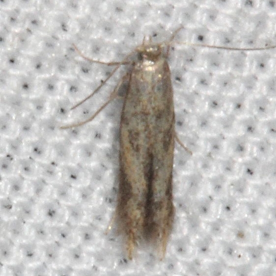 0160 Astrotischeria ambrosiaeells yard 9-2-18 (8)_opt