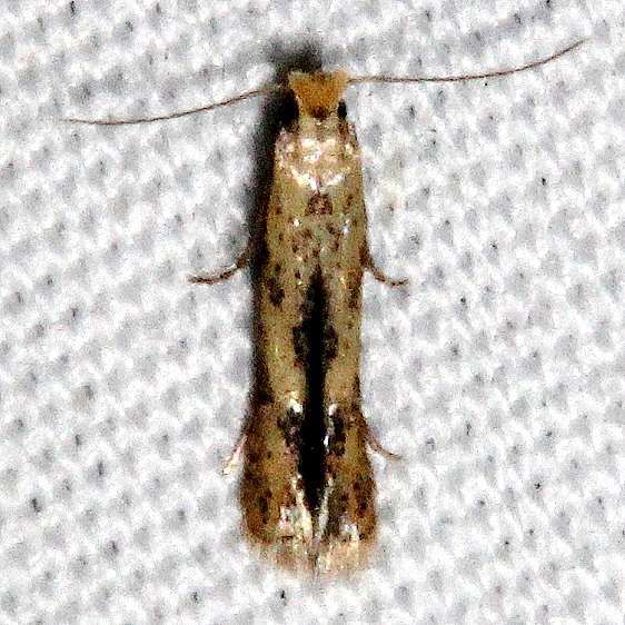 0161-Astrotischeria-helianthi-Mesa-Vera-Colorado-6-12-17-19_opt