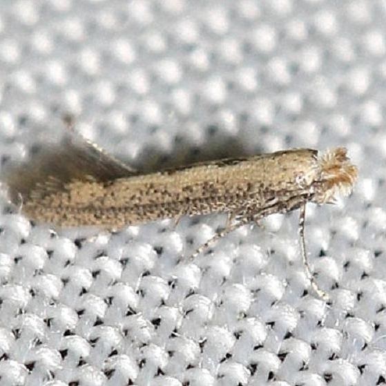 0171-Astrotischeria-omissa-yard-8-20-12-12a.JPG