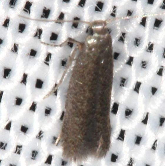 0173 Unidentified Tischeriid Moth tentative yard 8-12-16 (19)_opt