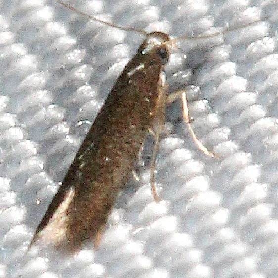 0173 Unidentified Tischeriid Moth tentative yard 8-12-16 (20)_opt