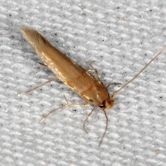 0173.99-Unidentified-Tischeriid-BG-Collier-Seminole-St-Pk-Fl-3-6-15-44