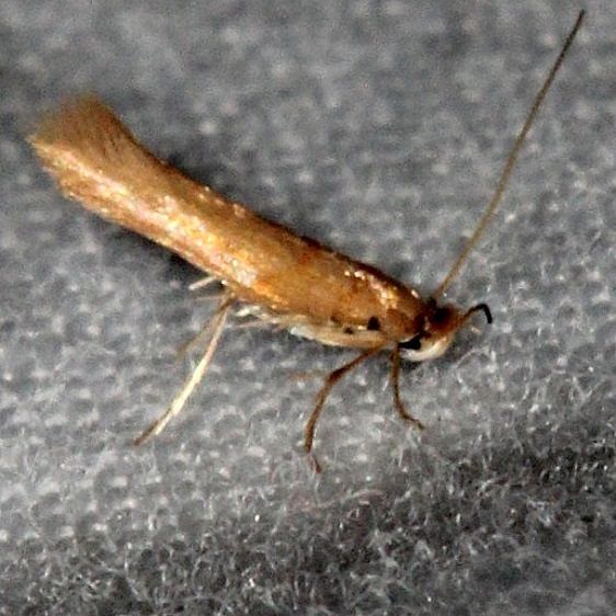0173.99-Unidentified-Tischeriid-BG-Collier-Seminole-St-Pk-Fl-3-6-15-45