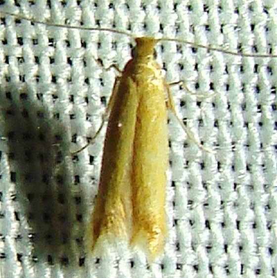 0173.99 Unidentified Tischeriid spp Gold Head Branch St Pk 2-15-12