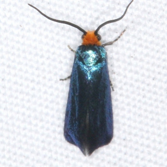 0181 Maple Leafcutter Moth Jenny Wiley St Pk Ky 4-19-16 (74a)_opt