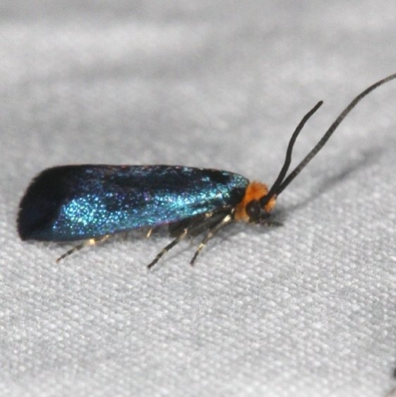 0181 Maple Leafcutter Moth Jenny Wiley St Pk Ky 4-19-16 (76a)_opt