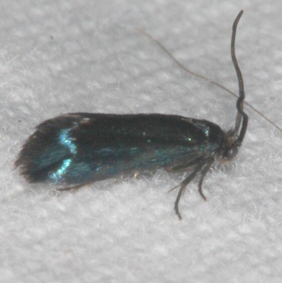 0181.98 Paraclemensia Moth BG Paynes Prairie St Pk Fl 3-14-21