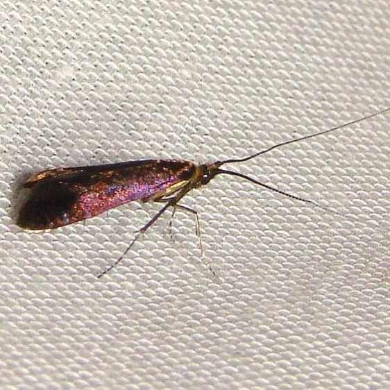 0227 Adela caeruleella Jenny Wiley 4-26-12