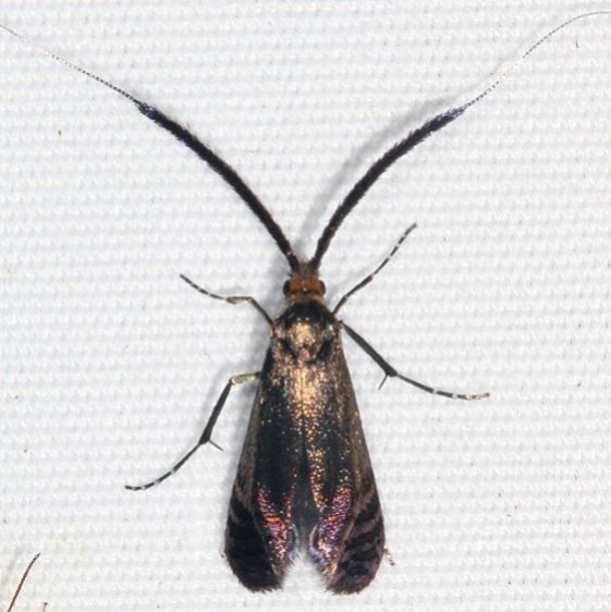 0227 Southern Longhorn Moth River Junction Withlacoochee St Forest Fl 2-23-17_opt
