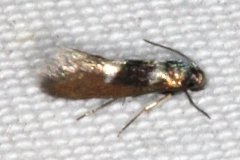 0230 Heliozela aesella tentative Gen Butler St PK Ky 4-18-17_opt