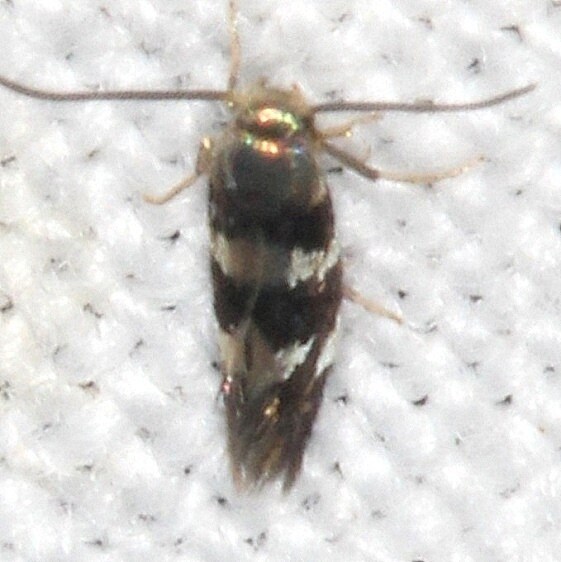 0234 Antispila nysaefoliella-BG-Shawnee-St Pk Cabin1 Oh 5-24-23