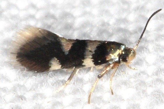 0234-Antispila-nysaefoliella-BG-Shawnee-St-Pk-Cabin1-Oh-5-24-23-2
