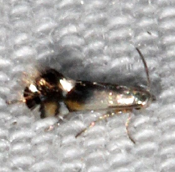 0247 Coptodisca lucifluella BG Coyote Run Preserve 8-2-19