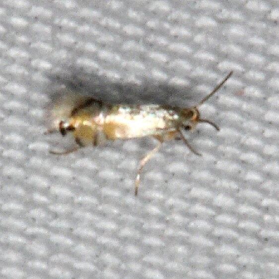 0249 Coptodisca magnella Bader house Palm Coast Fl 3-10-17