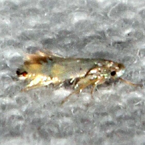 0250 Coptodisca matheri tentative BG Ctpress Gless Silver Lk Fl 3-2-23