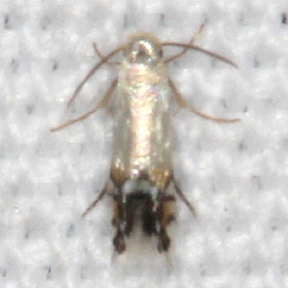 0254 Coptodisca splendoriferella BG yard 7-25-20