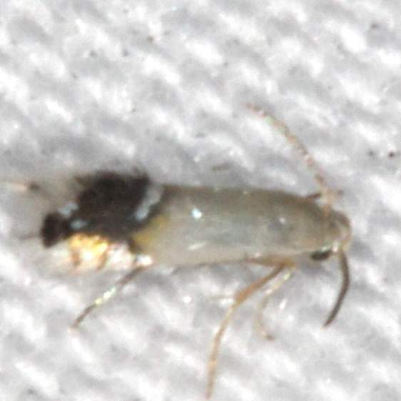 0254-Coptodisca-splendoriferella-BG-yard-7-25-20-2