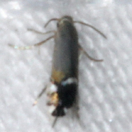 0260 Coptodisca powellella yard 7-14-15