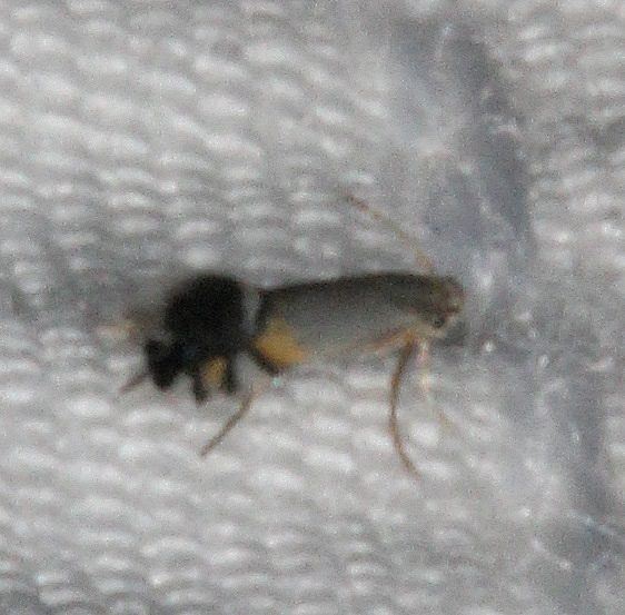 0260 Coptodisca powellella yard 7-14-15