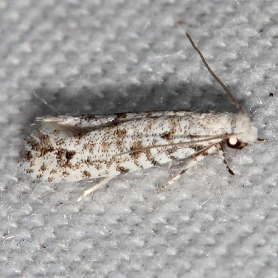 0261 Nemapogon acapnopennella Suwanee River St Pk Fl 9-20-18 (36)_opt