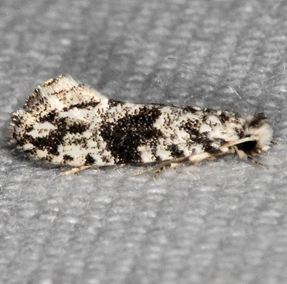0262 Nemapogon angulifasciella Suwannee River St Pk 9-19-18 (55)_opt