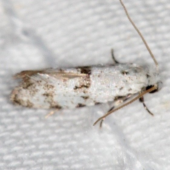 0263 Nemapogan auropulvella tentative Campsite 119 Falcon St Pk Texas BG 10-28-16 (33)_opt