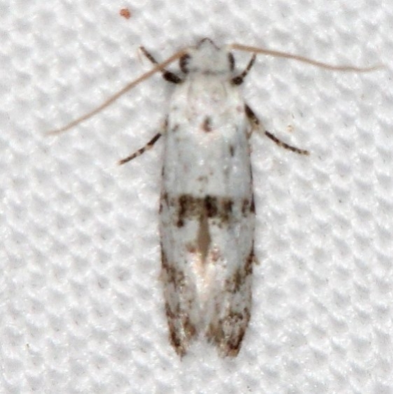0263 Nemapogan auropulvella tentative Campsite 119 Falcon St Pk Texas BG 10-28-16_opt