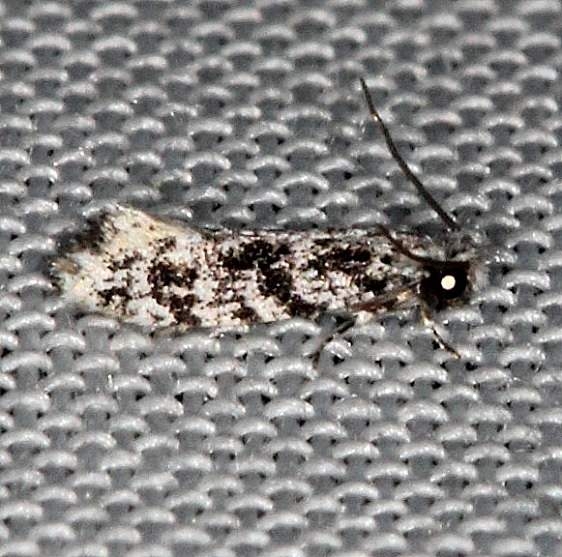 0268 Nemapogon molybdanella Highland Hammock 3-4-14