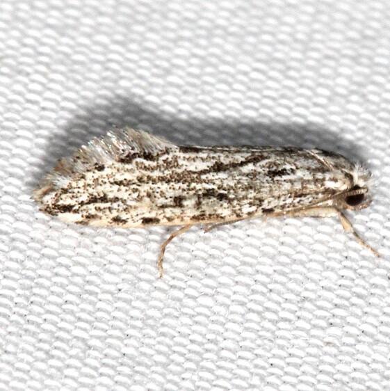 0269 Nemapogon multistriatella Warrior