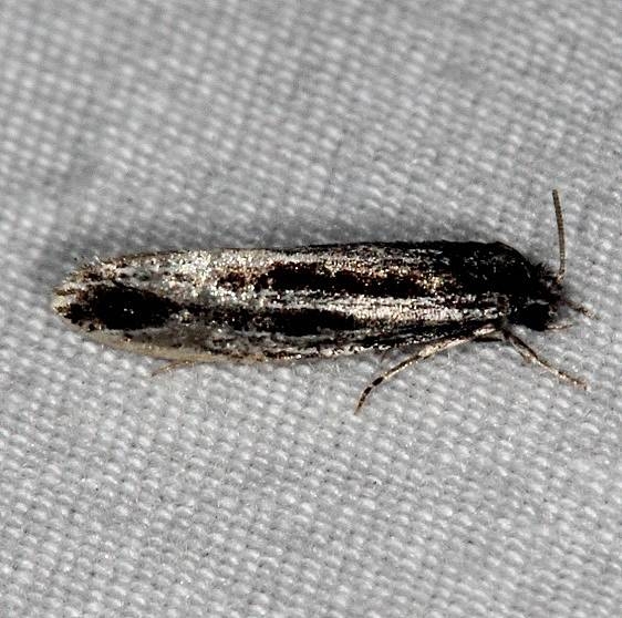 0272 Nemapogan rileyi BG Collier-Seminole St Pk 3-3-15