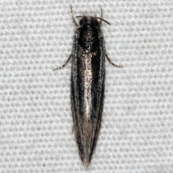 0272 Nemapogan rileyi BG Collier-Seminole St Pk 3-3-15