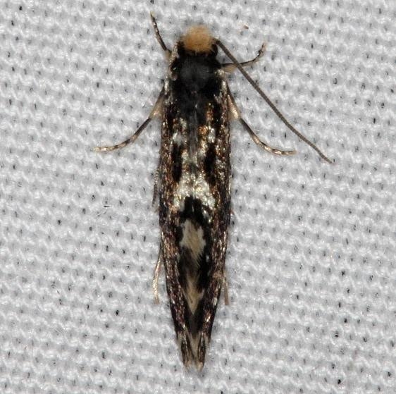 0275 Nemapogan variatella Thunder Lake UP Mich 6-23-14