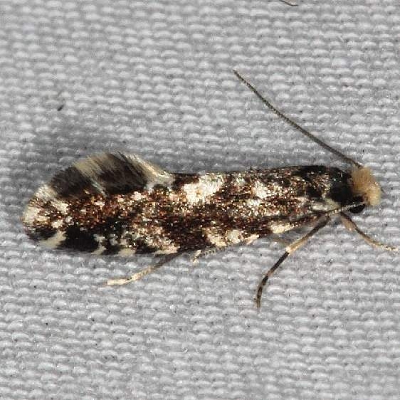 0275 Nemapogon variatella Thunder Lake UP Mich 6-14
