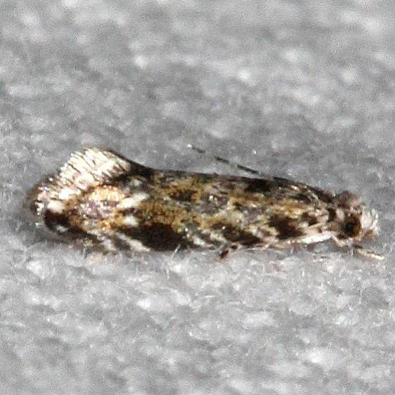 0275.75-Unidentified-Nemopogon-Moth-Copperhead-firetower-Shawnee-St-Pk-8-6-16-64a_opt.jpg