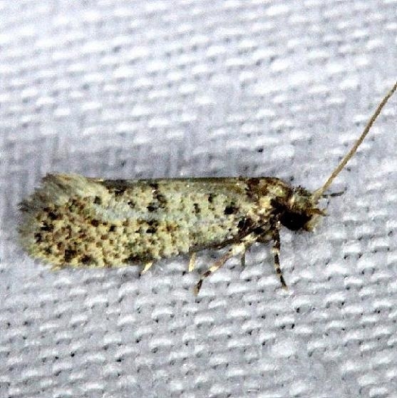 0275.97 Unidentified Nemapogon Moth Kissimmee Prairie St Pk 3-12-13