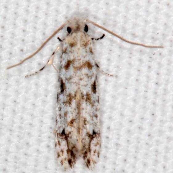 0275.97 Unidentified Nemapogon-BG Paynes Prairie St Pk Fl 3-9-23