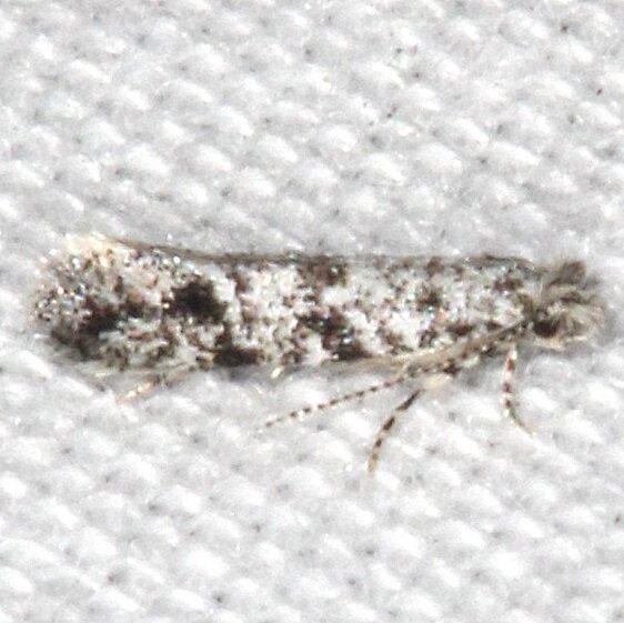 0275.97 Unidentified Nemapogon-Cypress Glenn Silver Lk Fl 3-22-23